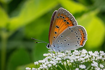 insect, flower Wallpaper, entomology, butterfly, pollination, wildlife, wings, animal, close Up, environment, beautiful Flowers