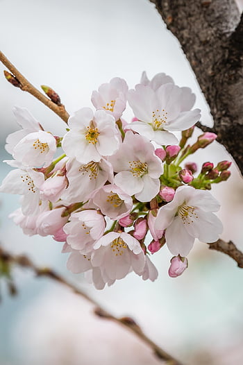 flowers, spring, beautiful Flowers, peach Blossoms, flower Wallpaper, cherry Blossoms, white Peach Blossoms, nature, freshness, flower Background, trees