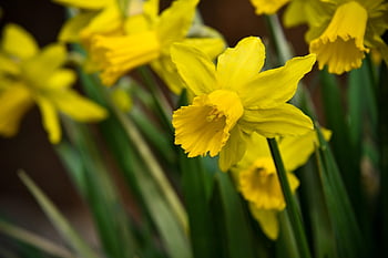 narcis, květiny, rostlina, divoký narcis, květinové pozadí, květinové tapety, narcissus pseudonarcissus, žluté květy, žluté okvětní lístky, květ, jarní květiny