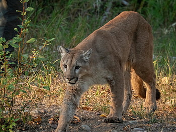 cougar, puma, animal, nature, feline, predator, wildlife, panther, mammal, cat, paws