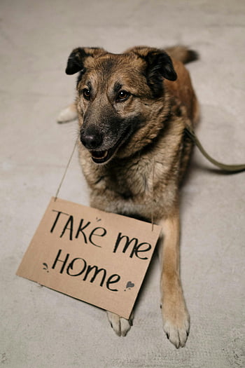 brauner Hund, auf den Boden legen, Adoptionszeichen, Bring mich nach Hause, süßer Hund, liebevolle Familie, Adoptionsbereit, Tierheim, Haustier Annahme, Rettungshund, hinlegen