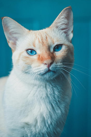 귀여운 고양이, 빨간색과 흰색 모피, 파란 눈 고양이, 국내 고양이, 부드러운 모피 코트, 매력적인 초상화, 클로즈업 고양이, 파란 눈을 가진 고양이, 솜털 고양이, 애완 동물 사진, 동물 초상화