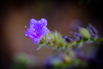 flower, flower Background, petals, dew, flower Wallpaper, beautiful Flowers, nature