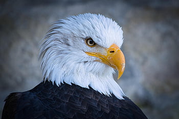 eagle, head, birds Of Prey, eagle Head, feathers, plumage, beak, raptor, falconry, bird, bill