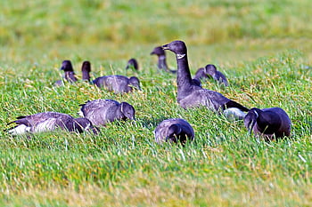 brent Geese, brent Goose, wild Geese, geese, migratory Birds, waterfowl, poultry, goose-char, swarm