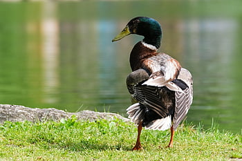 pato selvagem, Pato, pássaro, aves aquáticas, pássaro aquático, ave aquática, animal, plumagem, animais selvagens, beira do lago, natureza