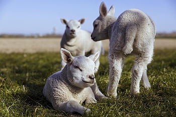 lambs, sheep, lamb, cattle, animals, wool, herd, countryside, meadow, grassland, nature