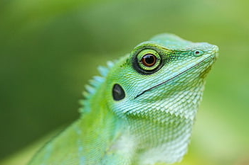 kadal jambul hijau, reptil, hewan, kadal, margasatwa, fauna, tropis, rimba, alam, potret, singapura