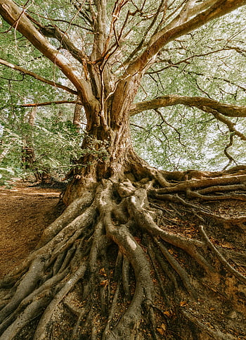 old tree, sprawling roots, tranquil forest, nature's beauty, impressive tree, forest setting, tree roots, natural beauty, forest landscape, large tree, serene environment