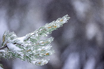winter, background, forest, branches, frost, snowflake, needle, greenery, evergreen, frozen, cold