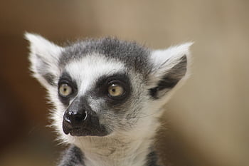 ring Tailed Lemur, lemur, animal, mammal, zoo, primates, cute, nature, catta, lemurs, curious