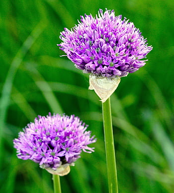 květ, okrasné cibule, allium, rostlina, nachový, jaro, Příroda, flóra