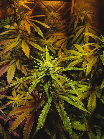 rostlina, plevel, listy, hrnec, Příroda, zelená, bylina, medicína, přírodní, ganja, lékařský