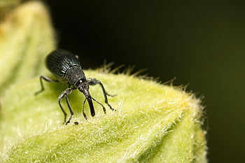 beetle, weevil, insect, animal, nature, close Up, macro, fauna