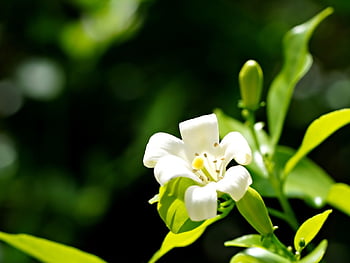 flower, flower Background, panicullata, beautiful Flowers, nature, petals, buds, flora, flower Wallpaper, botany, scented
