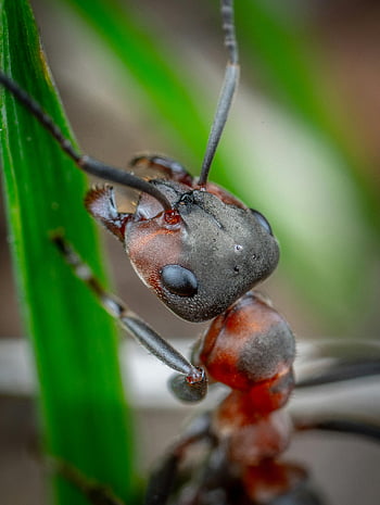 makro snímek, mravenec, požární mravenec, zelené listy, extrémní makro, podrobnosti o hmyzu, horolezectví mravence, fotografování přírody, detailní fotografie, fotografování divoké zvěře, mravenec na list
