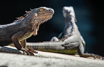 iguana, alam, reptil, kadal, naga, hewan, skala, eksotik, makhluk, tropis, hijau