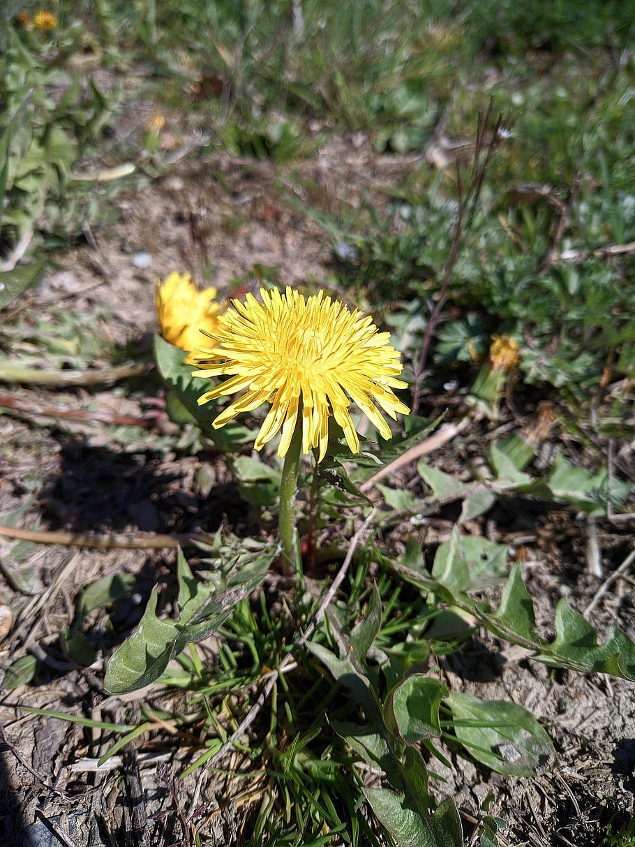 golden Fleece, flower, nature, spring