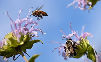 beporzó, dongók, méhek, rovarok, hymenoptera, rovartan, virágzik, beporzás, bezár, makró, rovar