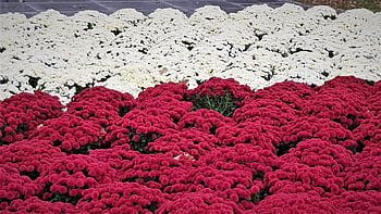 flowers, polish Flag, independence Day, patriotism