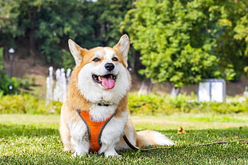pembroke Welsh Corgi, corgi, dog, animal, hd Wallpaper, mammal, canine, domestic, pet, nature, purebred