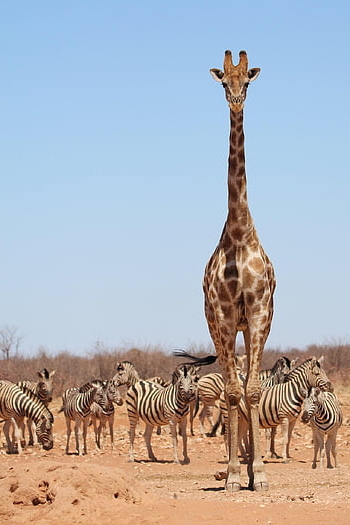 giraffe, zebras, etosha, namibia, africa, safari, wildlife