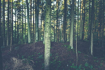 las, Spokojna scena leśna, nasłonecznione drzewa, miłośnicy natury, pnie drzew, wysokie drzewa, cień, spokój, lesisty teren, na dworze, naturalny