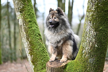 Pes, Příroda, eurasier, rozkošný, savec, stromy, psí, zvíře, domácí zvíře