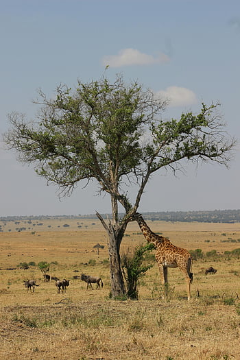 girafe, arbre, Savane africaine, gnous, alimentation, faune, la nature, paysage, animaux sauvages, acacia, savane