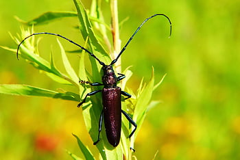 wonnica piżmówka, der Käfer, Antennen, Insekt, Abdomen, Tiere, Natur, draußen, Wirbellosen, Arthropoden, Nahansicht