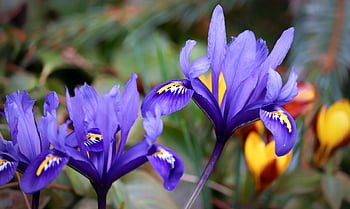 meč lilie, květinové pozadí, duhovka, květ, Příroda, nachový, krásné květiny, fialový, iris květina, iridaceae, jarní květy
