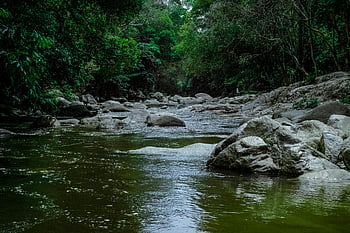 running stream, green trees, tranquil river, lush forest, rocks and stones, nature's beauty, natural scenery, forest stream, serene landscape, outdoor environment, greenery
