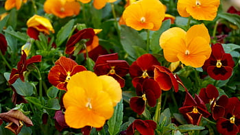 yellow and red petaled flowers, bright pansies, colorful pansies, spring garden, yellow blooms, red blooms, close-up flowers, garden flowers, vibrant flowers, spring flowers, pansy flowers