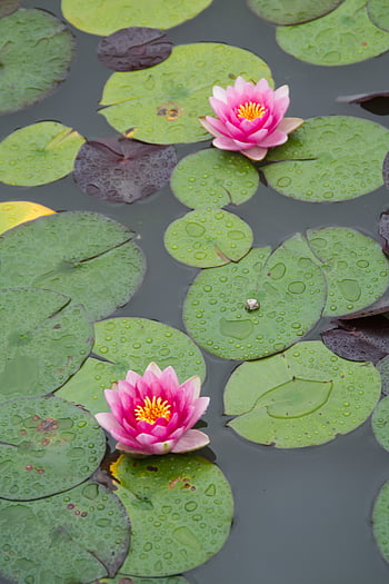 water lotus pond, aquatic, blossom, calm, flowers, garden, lake, leaf, plant, relax, zen