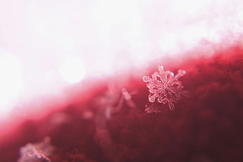 snowflakes, selective focus, close-up, macro photography, delicate snowflake, red background, textured background, winter, nature, ice crystals, bokeh effect