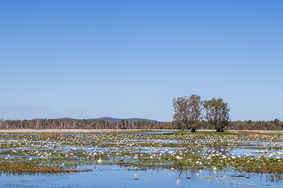 flowers, swamp, tree, tropical, birds, bloom, water, river, wildlife, nature, landscape