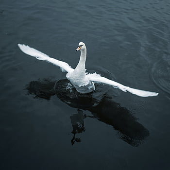 swan, river, lake, park, bird, water, nature, swimming, reflection, prague, wings