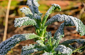palm Kale, leaves, snow, frost, winter, cold, kohl, kale, cabbage, vegetable, plant