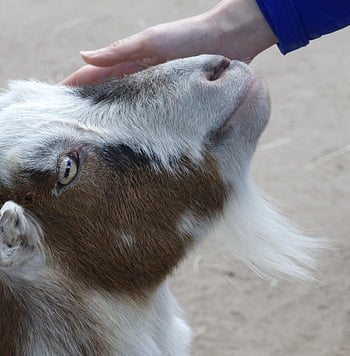 capra, capo, mammifero, ritratto animale, avvicinamento, fattoria per bambini, ictus, mano, affetto, grugno
