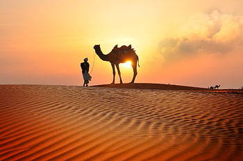 desert, sunset, dunes, sand, dromedary, clouds, nature, landscape