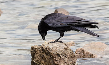 crow, jackdaw, crow Bird, carrion, animal, nature, wildlife, bird