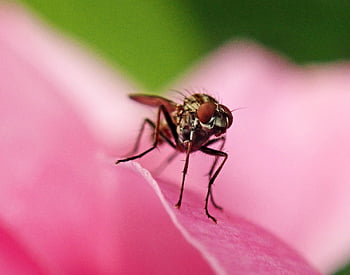 fly, insect, striped, rose, petals, garden, rose Flower, wildlife, nature