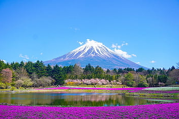 góra Fuji, jezioro, Natura, Góra, park, kwiatowa tapeta, kwiaty, piękne kwiaty, Japonia, kwiat tło, wiosna