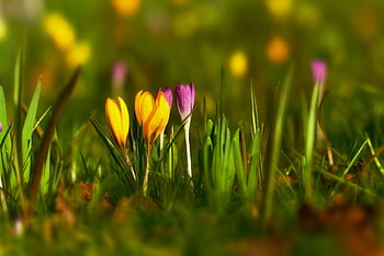 krokus, jarní květina, květ, zahrada, Příroda, Únor, jaro