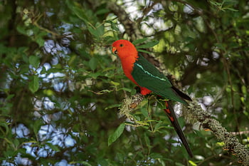 parrot, bird, australian King Parrot, king Parrot, alisterus Scapularis, perched, feathers, plumage, beak, bill, animal