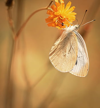 Schmetterling, Weiß, Insekt, Natur, schöne Blumen, blühen, Schmetterlinge, Blume, fliegendes Insekt, Flügel, Sommer-