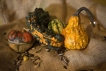 zucchini, pumpkins, vegetables, veggies, autumn, fall, cantina, autunno, zucca