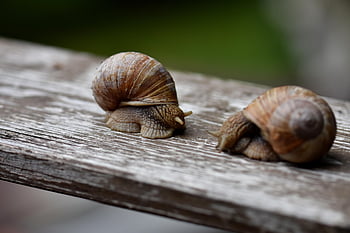 hlemýžď, hlemýždi, měkkýšů, měkkýš, shell, zvířat, volně žijících živočichů, sonda, sliz, kryt, plazit se