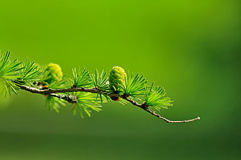 green tree, plant leaves, macro shot, pine branch, cones, needles, blurred background, green pine, tree cones, plant needles, nature photography