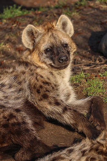hyena, nature, animal, wildlife